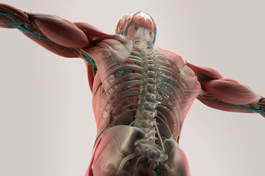 Human Anatomy Back Spine Muscle Bone
