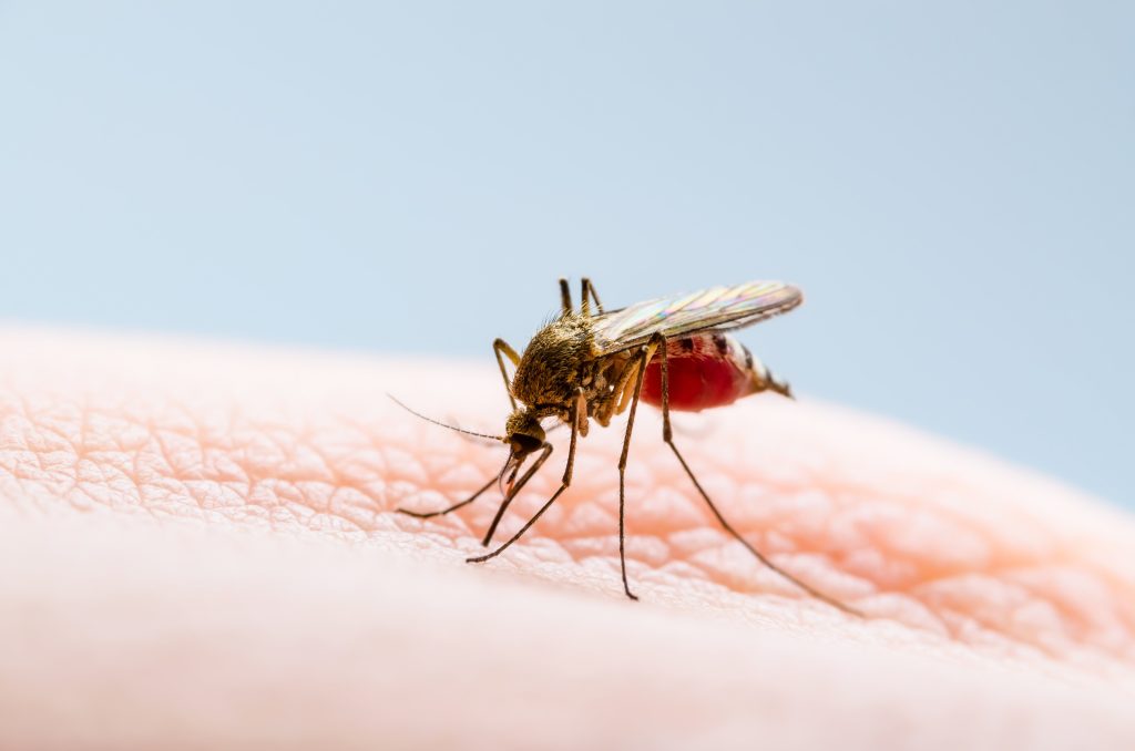 Maryland melaporkan kasus pertama malaria yang didapat secara lokal dalam 40 tahun