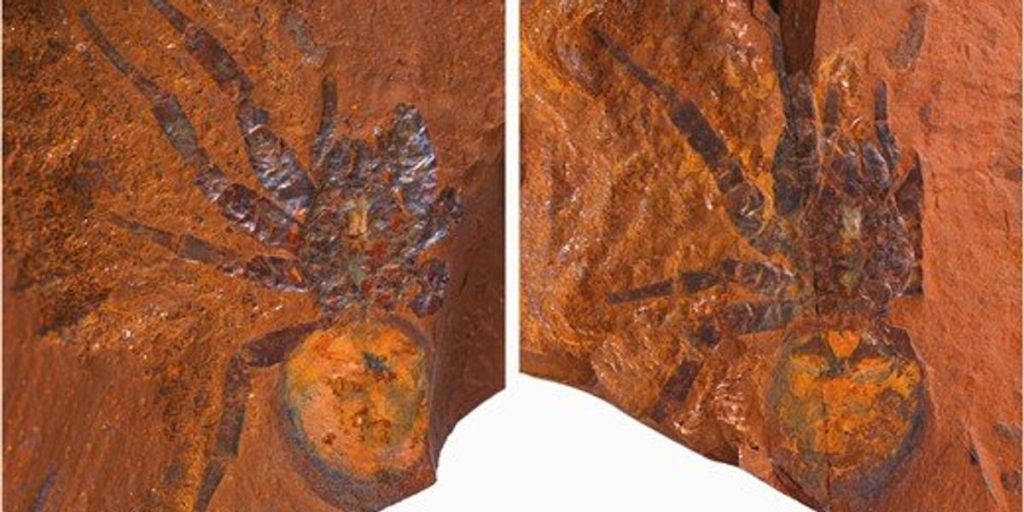 Para ilmuwan menemukan fosil laba-laba dinosaurus "raksasa" di Australia