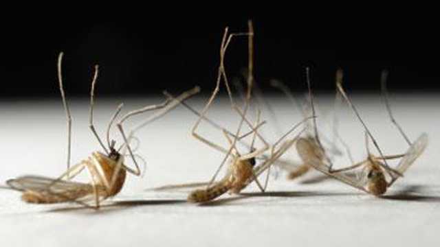 EEE terdeteksi pada nyamuk yang dikumpulkan di dua kota di Massachusetts