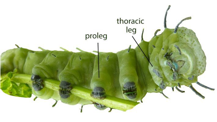 Ilustrasi bagian bawah ulat, memperlihatkan kaki depannya yang berdaging dan tiga kaki dada berujung cakar di samping mulutnya.