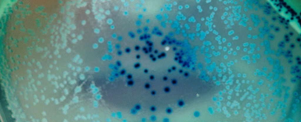 Bakteri dapat menyimpan kenangan dan mewariskannya dari generasi ke generasi: ScienceAlert