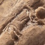 Kerangka wanita bangsawan berusia 1.000 tahun dengan tengkorak berlubang ditemukan terkubur di samping ‘suaminya’ di Jerman