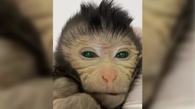 Para ilmuwan menciptakan monyet chimeric dengan dua set DNA
