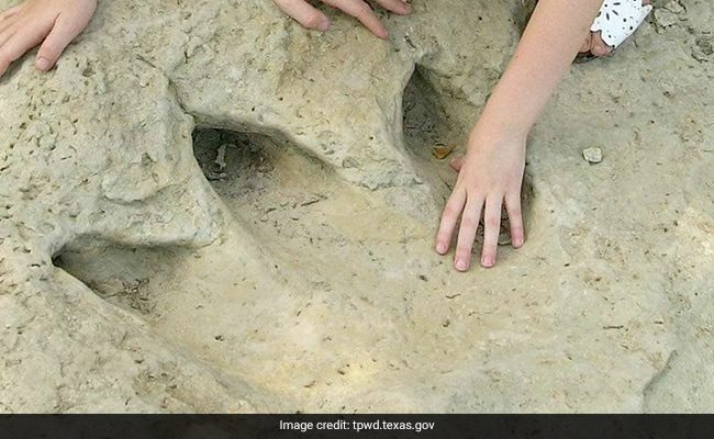 Para ilmuwan telah menemukan spesies dinosaurus baru dari jejak kaki di Brasil