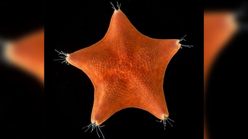 Penelitian baru menyebutkan tubuh bintang laut sebenarnya hanyalah kepala