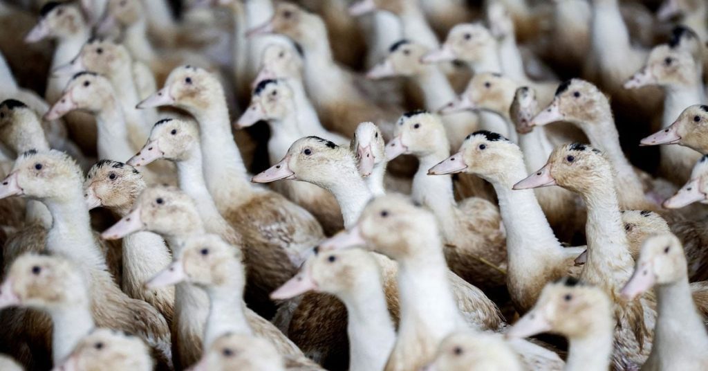 Perancis berada dalam status siaga tinggi terhadap flu burung setelah kasus-kasus baru ditemukan
