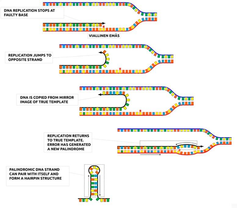 Struktur jepit rambut replikasi DNA