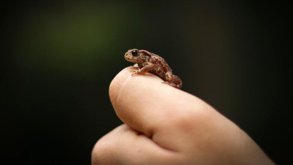 Spesies katak bertaring terkecil yang pernah ditemukan
