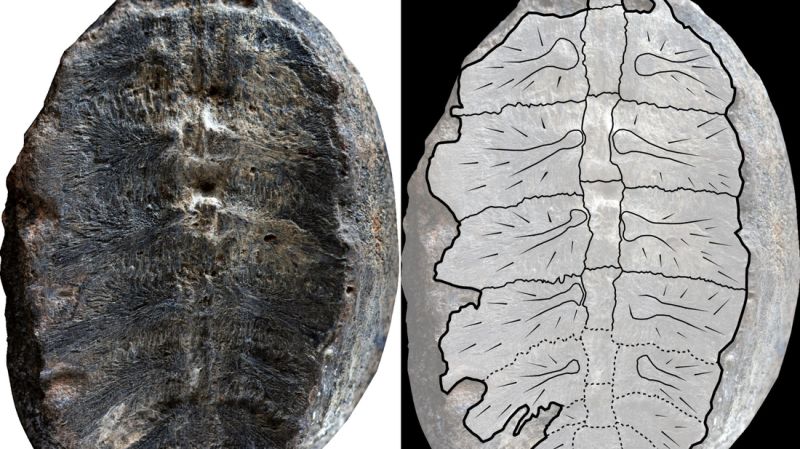 Spesies penyu purba 'Turtwig' ditemukan setelah misteri fosil terpecahkan