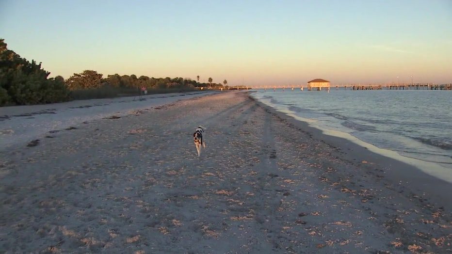 Seekor anjing berlari di pantai di Fort DeSoto. 