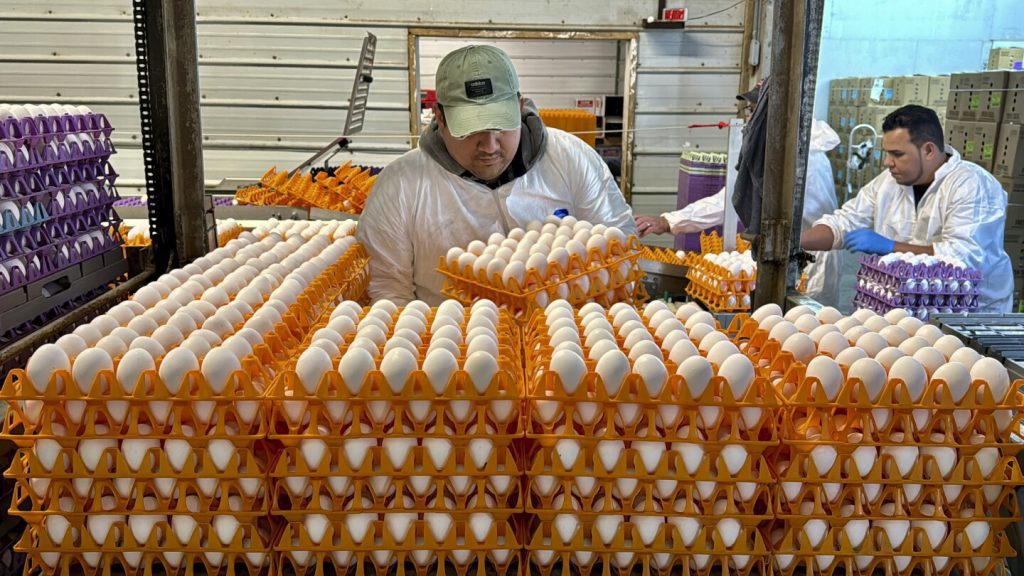 Flu burung telah menghancurkan peternakan di “keranjang telur” Kalifornia, tempat wabah ini mengguncang industri unggas.