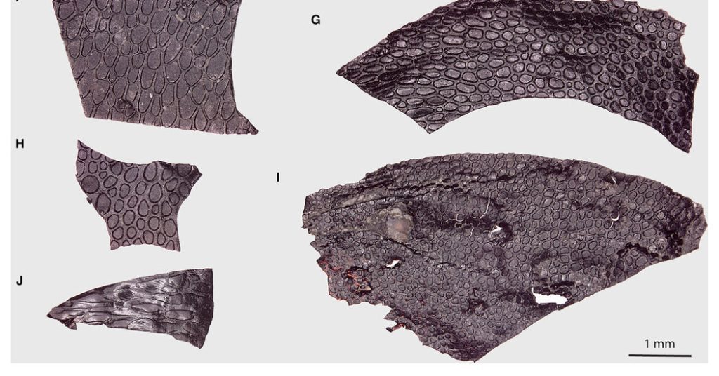 Fosil bersisik tersebut merupakan potongan kulit tertua yang diketahui