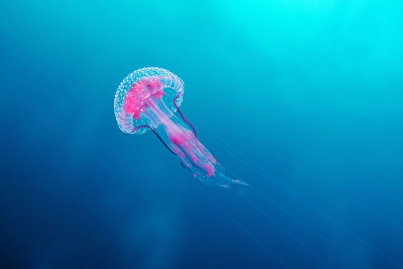 Ubur-ubur dengan tentakel panjang dan bagian dalam berwarna ungu mengapung dengan latar belakang laut biru dan hijau.