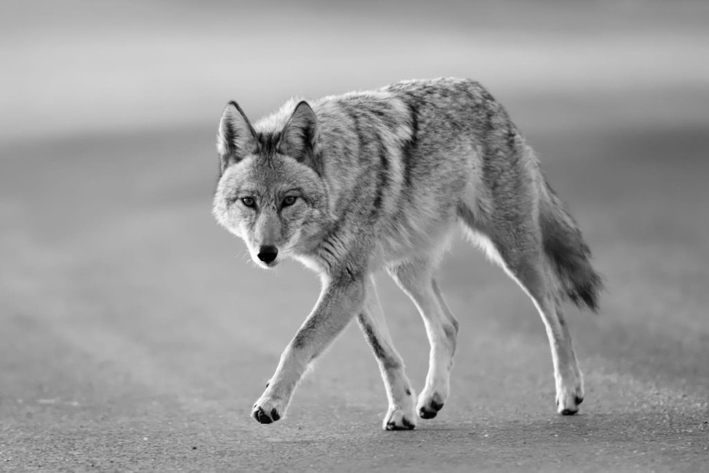Seorang pendaki Rhode Island membunuh seekor coyote gila dengan tangan kosong setelah digigit di bagian kaki.