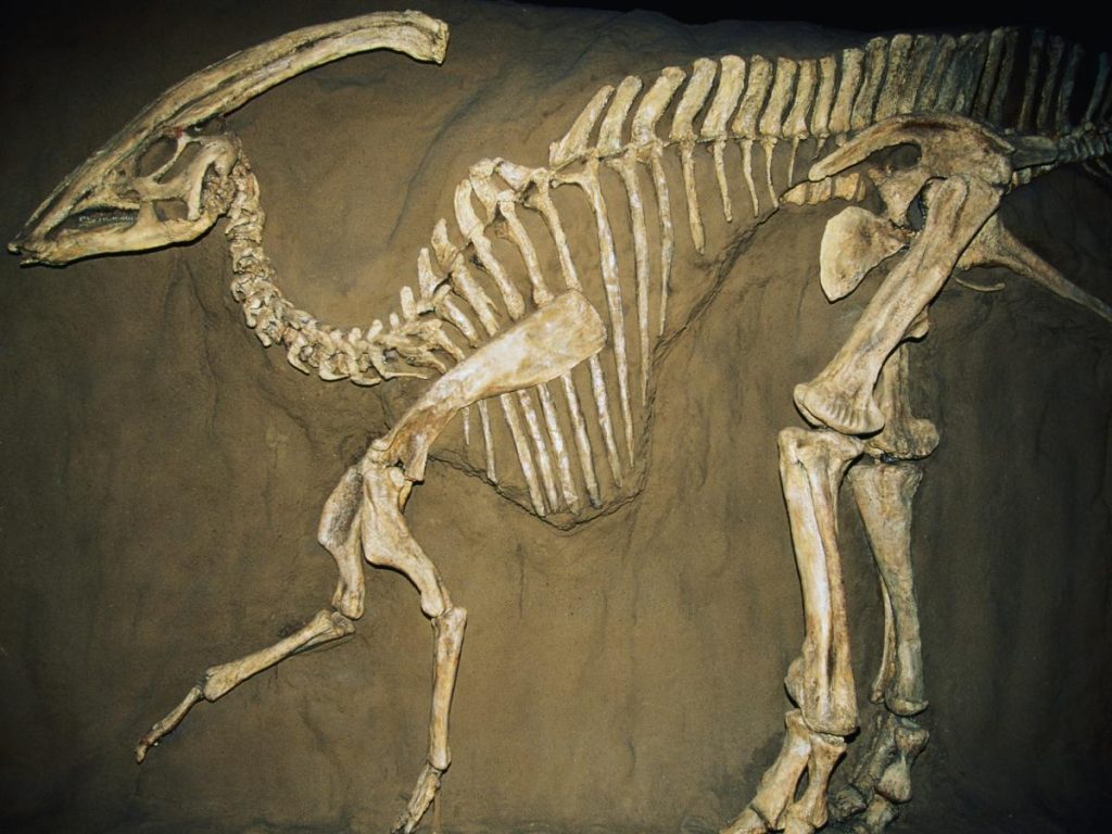 Seorang pria menemukan fosil dinosaurus berusia 70 juta tahun, namun merahasiakannya selama dua tahun