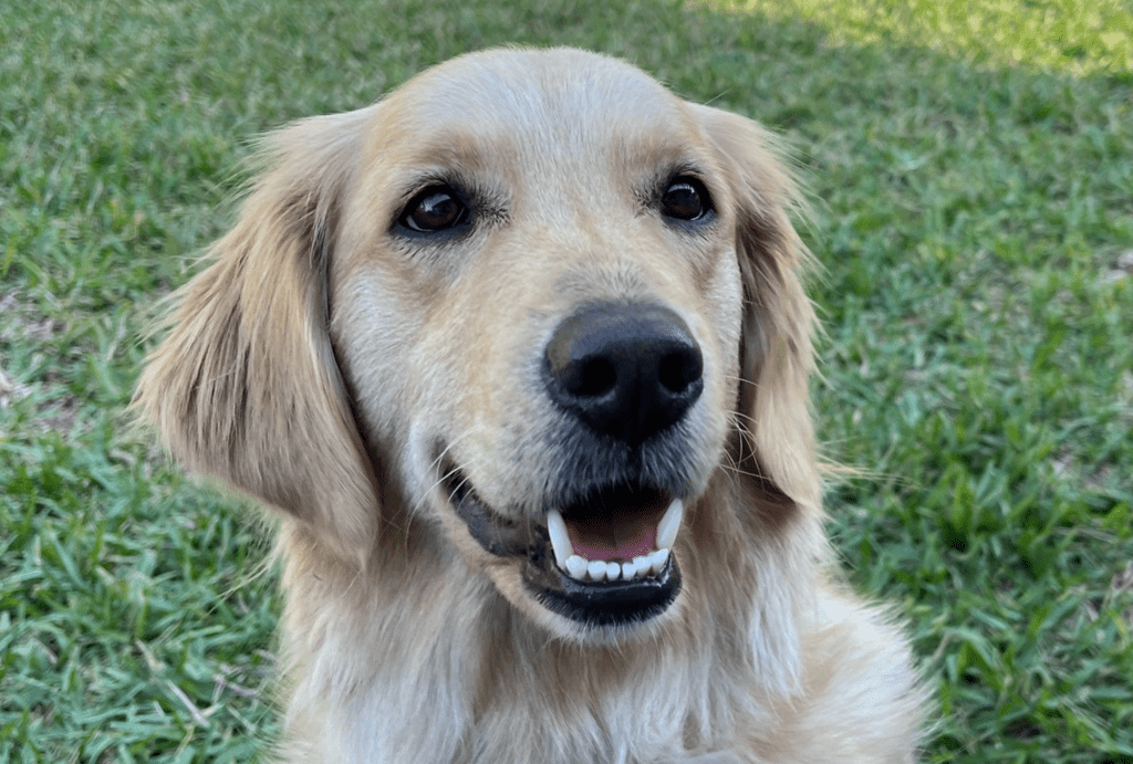 Seekor anjing Golden Retriever yang dikenal suka memakan sisa makanan di McDonald's telah menemukan rumah selamanya