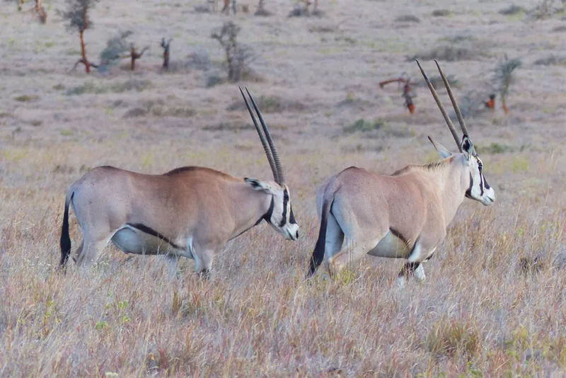 Dua oryx berjalan di dataran kering