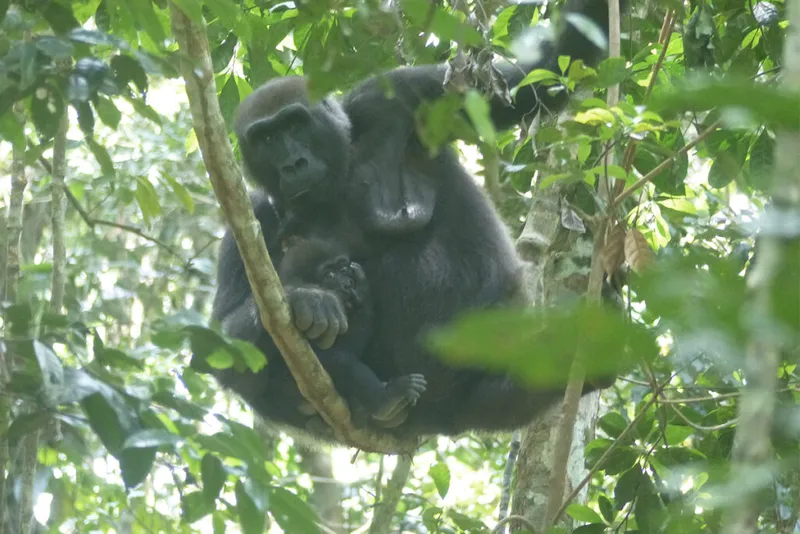 Ibu gorila dan bayinya di pohon