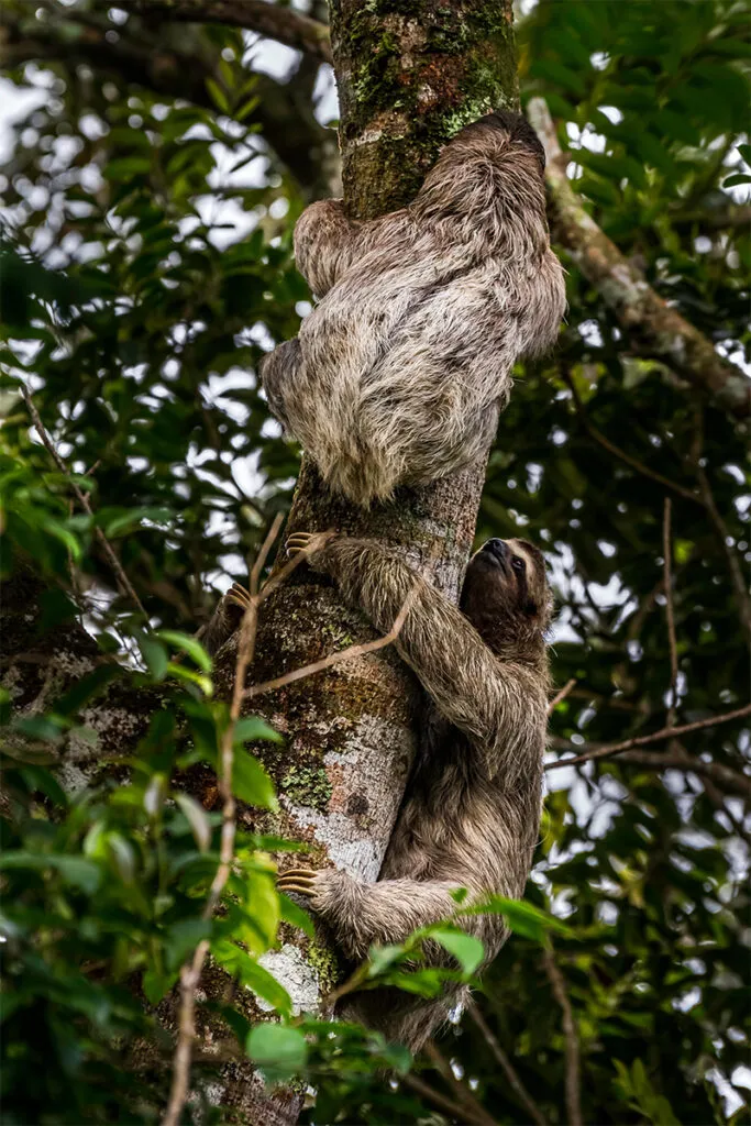 Dua sloth memanjat pohon