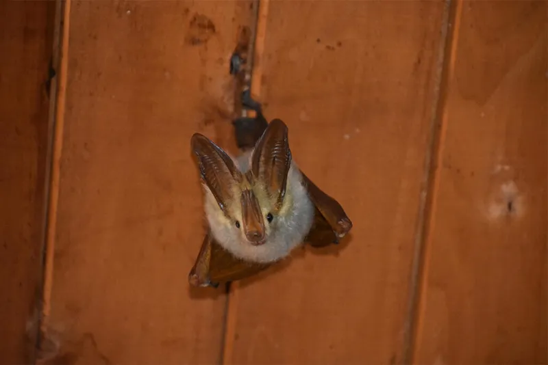 Bat duduk di atas kayu oranye sambil melihat ke atas