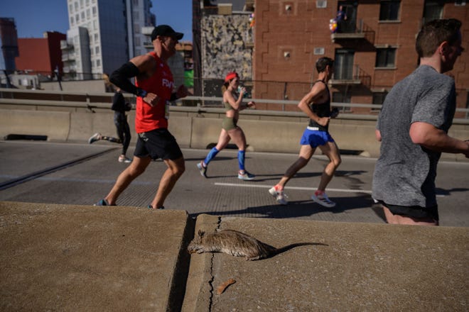 Pelari melewati bangkai tikus saat melintasi Jembatan Pulaski pada TCS New York City Marathon 2021 di Brooklyn, New York, pada 7 November 2021.