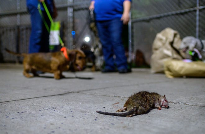 Seekor tikus mati tergeletak di tanah dikejar oleh anjing Ryder's Alley Trencher-fed Society (RATS) di lingkungan hilir Manhattan pada 14 Mei 2021, di New York City.