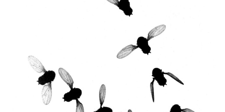 Pencitraan berkecepatan tinggi dan kecerdasan buatan membantu kita memahami cara kerja sayap serangga