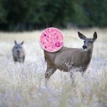CDC mengatakan para pemburu tidak tertular penyakit “rusa zombie” yang berasal dari daging rusa