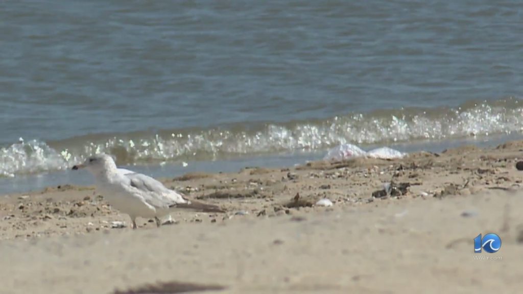 Flu burung mungkin menjadi alasan mengapa lebih banyak unggas mati terlihat di Hampton Roads