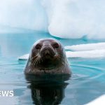 Lubang Ozon: Mengapa satwa liar Antartika 'terbakar sinar matahari'