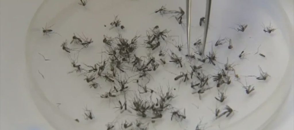 Nyamuk Aedes aegypti yang invasif telah ditemukan di beberapa wilayah di California, termasuk San Diego County