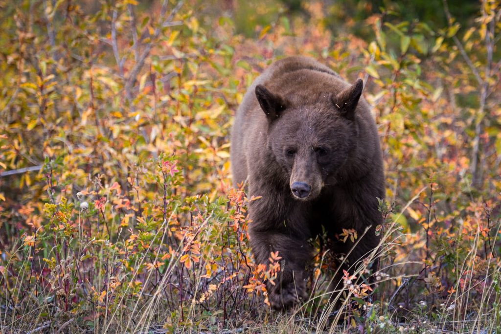 Kebab daging beruang saat reuni keluarga menyebabkan wabah cacing gelang