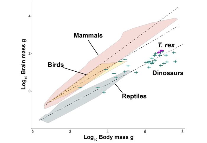 Grafik yang menunjukkan hubungan antara massa otak dan massa tubuh pada burung, mamalia, reptil, dan dinosaurus