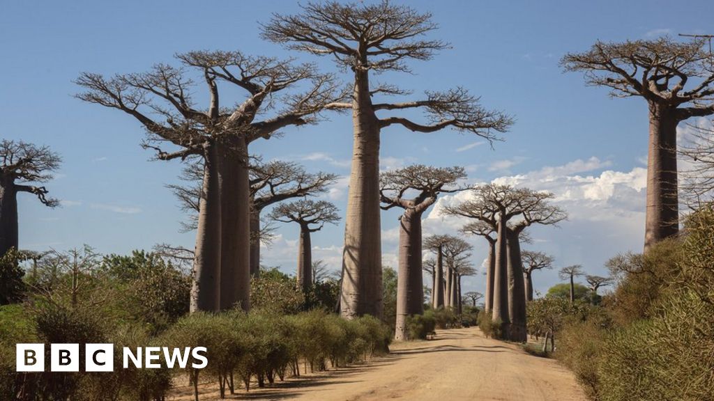 Para ilmuwan memecahkan misteri "Pohon Kehidupan" kuno.