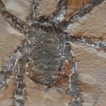 Para ilmuwan telah menemukan laba-laba purba yang 'menakjubkan' yang memiliki kaki besar dan berduri