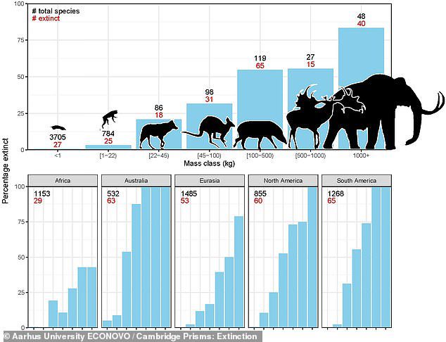 Para peneliti mencatat bahwa 40 dari 48 mamalia besar yang dikenal selama periode ini (kanan atas grafik) punah, sementara hanya proporsi yang lebih kecil dari setiap kelas spesies berbobot rendah yang punah.  Baris paling bawah membagi angka-angka punah ini berdasarkan benua