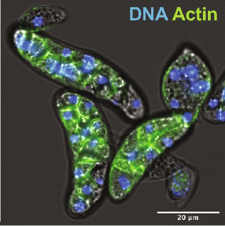 Sel Amybidium apalachia