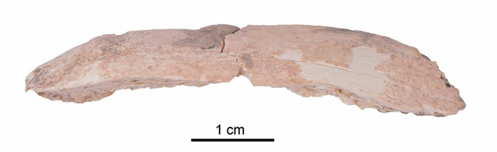 Tulang rusuk Denisovan