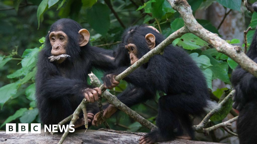 Simpanse berbagi gaya percakapan 'cepat' dengan manusia