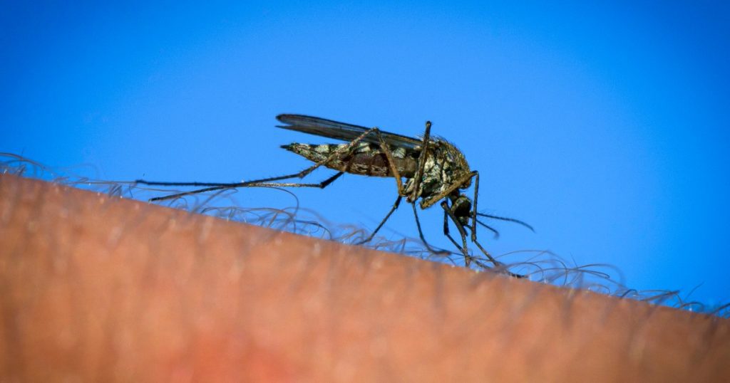 Seorang penduduk New Hampshire meninggal karena EEE, virus langka yang ditularkan oleh nyamuk