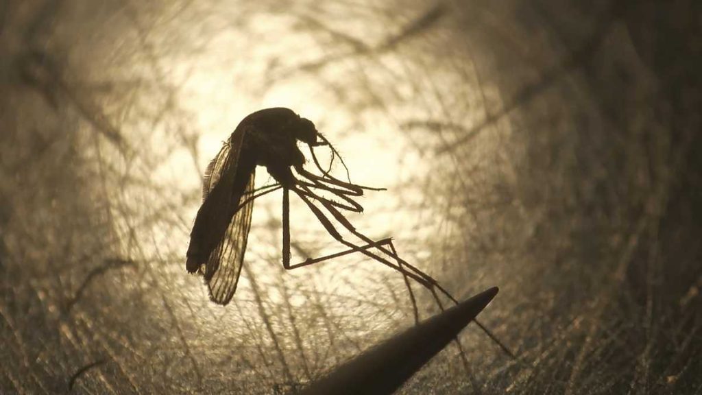 Departemen Kesehatan Masyarakat mengatakan 8 komunitas Massachusetts sekarang berisiko tertular virus West Nile