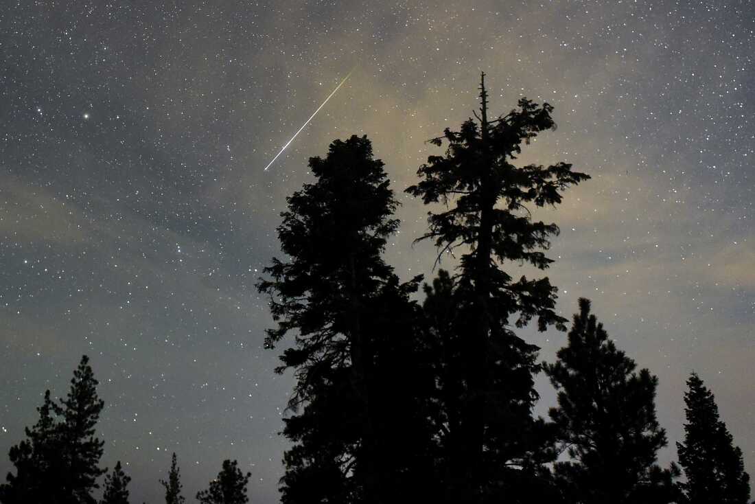 Meteor Perseid melintasi langit di atas pohon pinus gurun pada 13 Agustus 2015 di Spring Mountains National Recreation Area, Nevada.