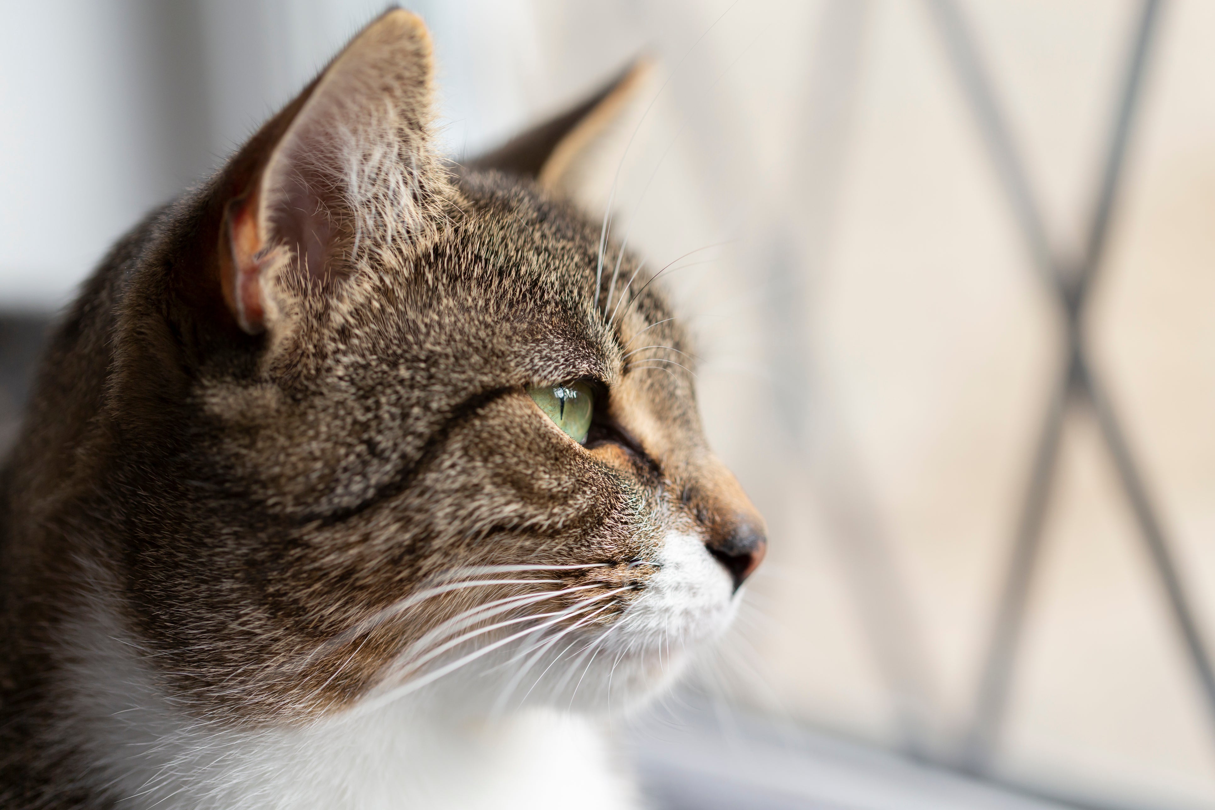 Seekor kucing melihat ke luar jendela. Bulu mereka merupakan bahan isolasi. Para ilmuwan mengatakan bahwa gesekan merangsang muatan di semua bahan isolasi.