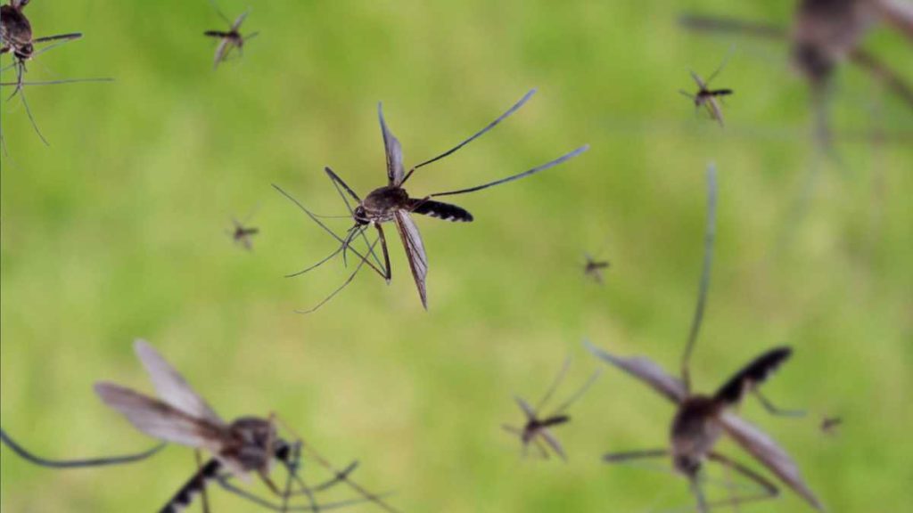 Dua orang telah meninggal karena virus West Nile, Nebraska DHHS melaporkan