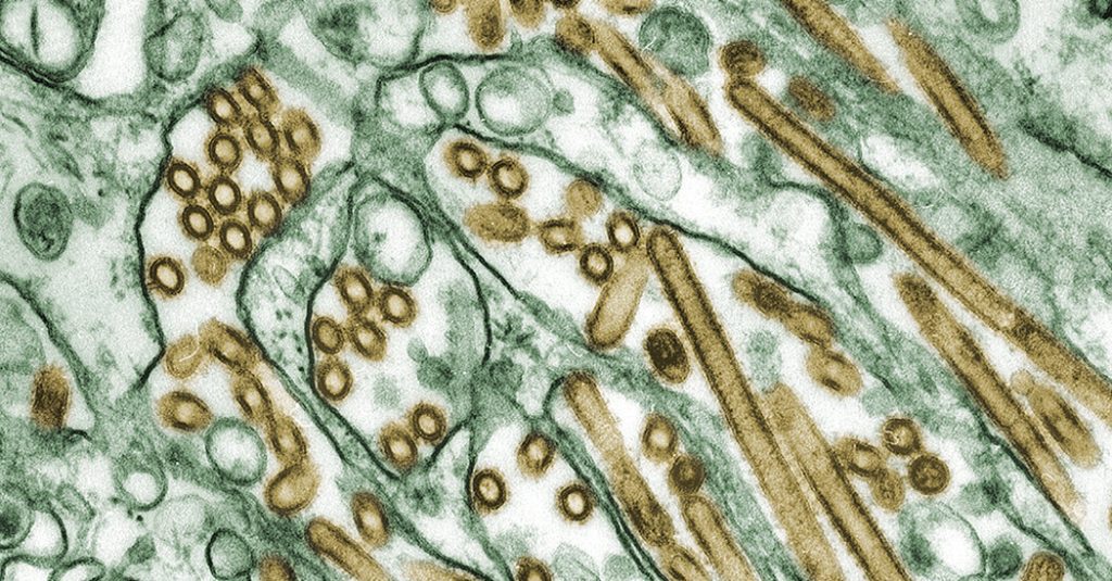 Potensi penularan flu burung pada manusia semakin meningkat di Missouri