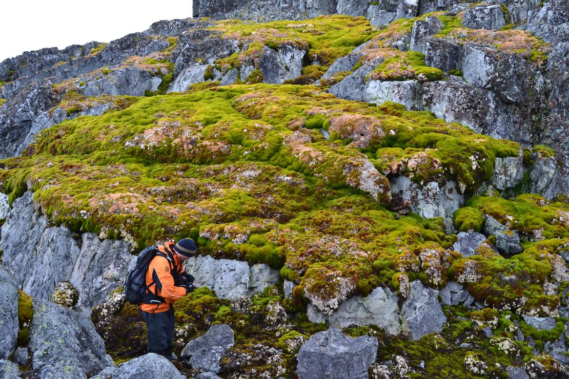 Tanaman yang tumbuh di lanskap berbatu di Norseal Point di Antartika.