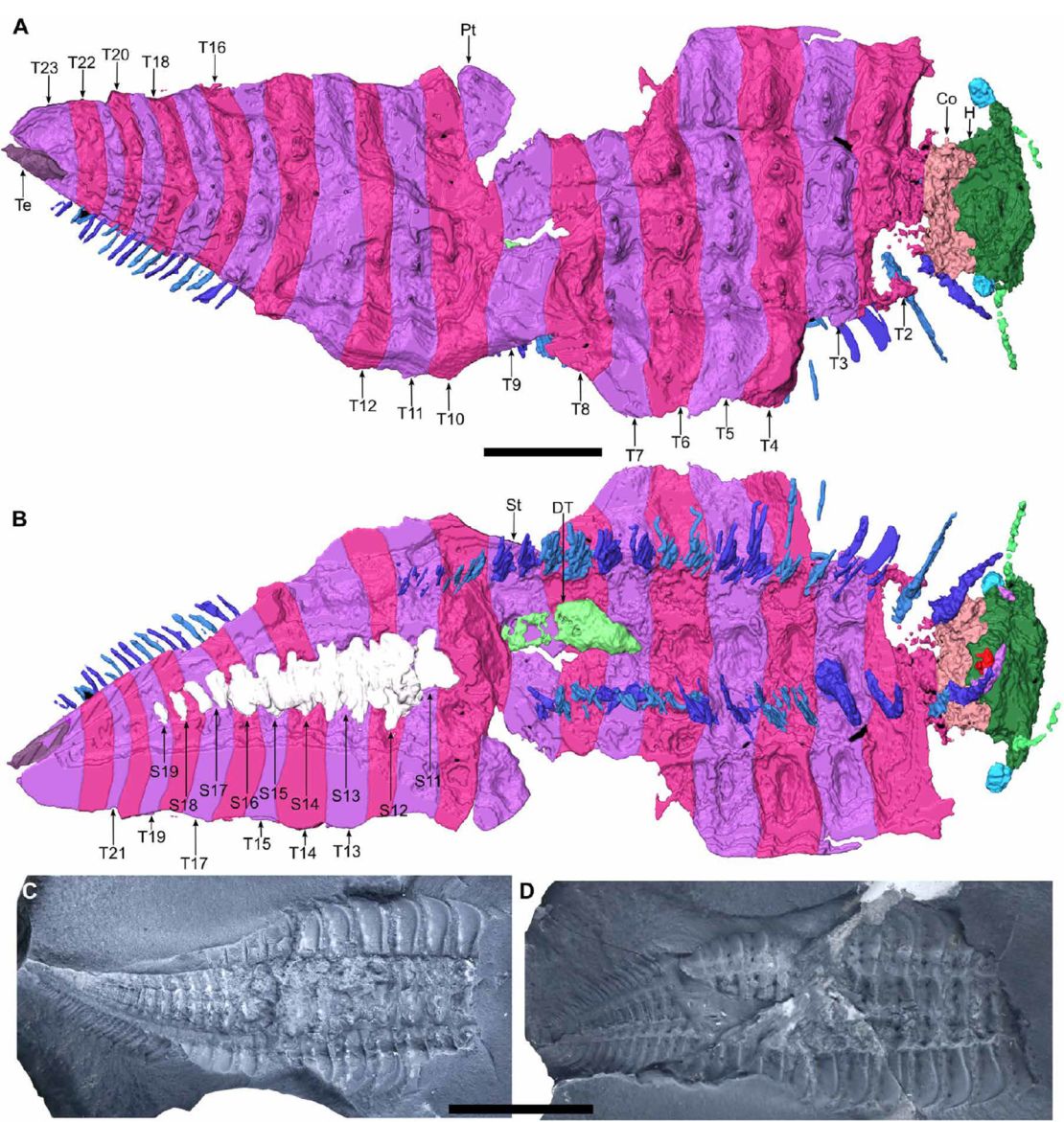 Pemindaian tersebut mengungkapkan aspek baru anatomi arthropoda secara rinci.