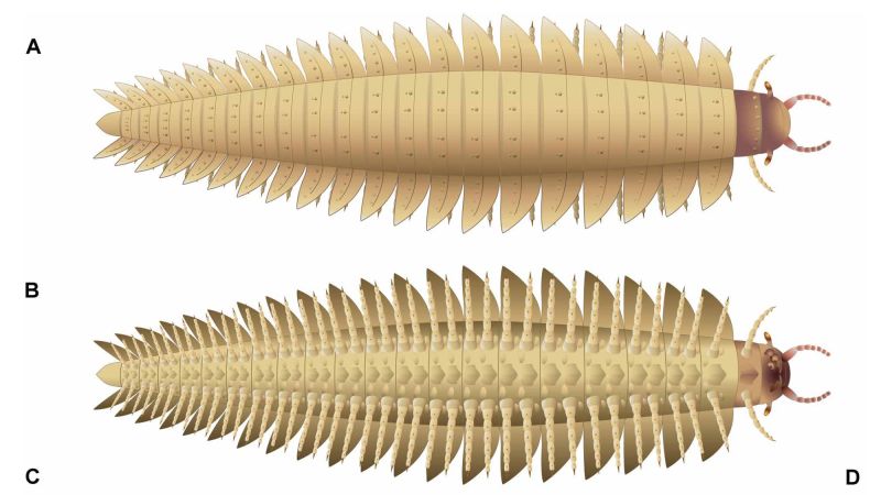 Studi tersebut mengatakan bahwa fosil tersebut mengungkap kepala arthropoda terbesar yang diketahui di dunia