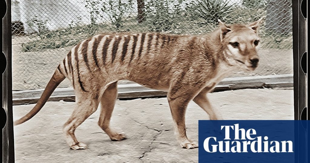 Bagaimana penemuan 'busuk' di brankas museum bisa menjadi kunci menghidupkan kembali harimau Tasmania | Satwa liar yang punah